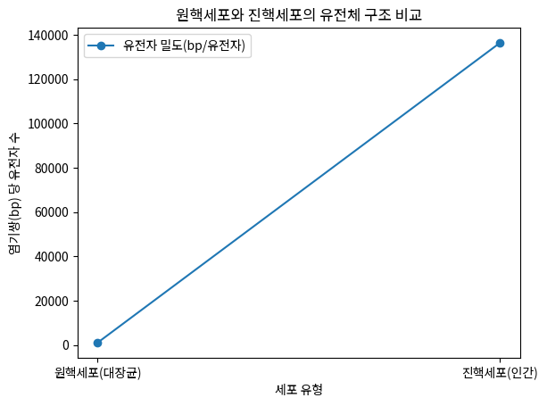 원핵세포와 진핵세포의 유전체 구조 비교